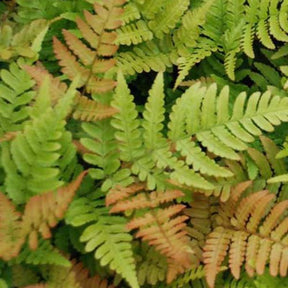 Fougère rose cuivré - Dryopteris erythrosora - Plantes vivaces