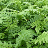 Aspidie à cils raides Dahlem - Fougère - Polystichum setiferum dahlem - Plantes