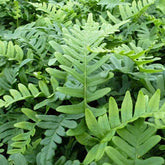 Polypode commun - Fougère - Polypodium vulgare - Plantes