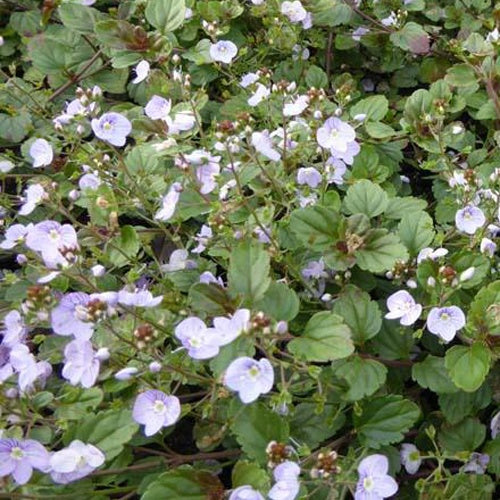 Véronique Madame Mercier - Veronica petraea madame mercier - Plantes