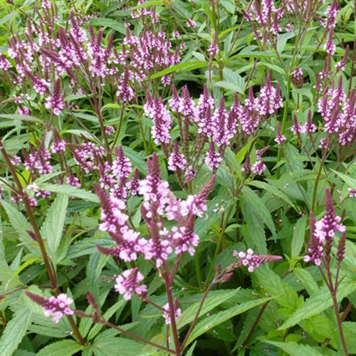 Verveine hastée rose - Verbena hastata rosea - Plantes