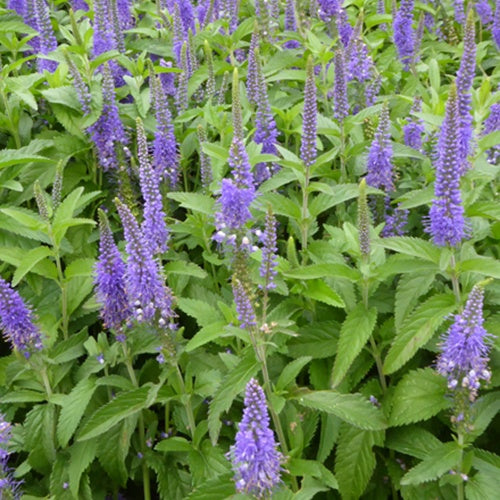 Véronique à grandes feuilles Blauriesin - Veronica longifolia blauriesin - Plantes