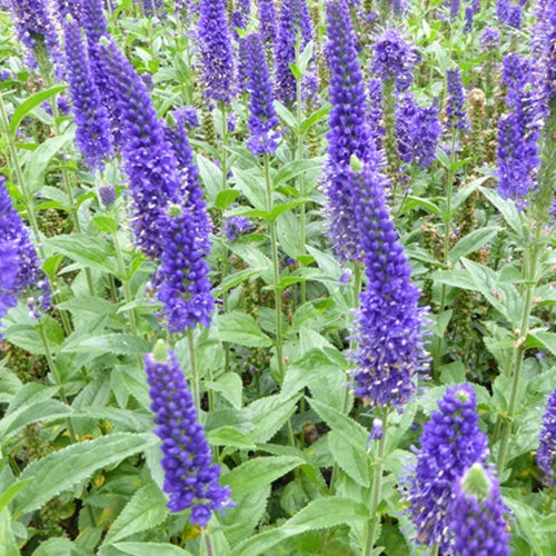 Véronique à grandes feuilles Marietta - Veronica longifolia marietta - Plantes