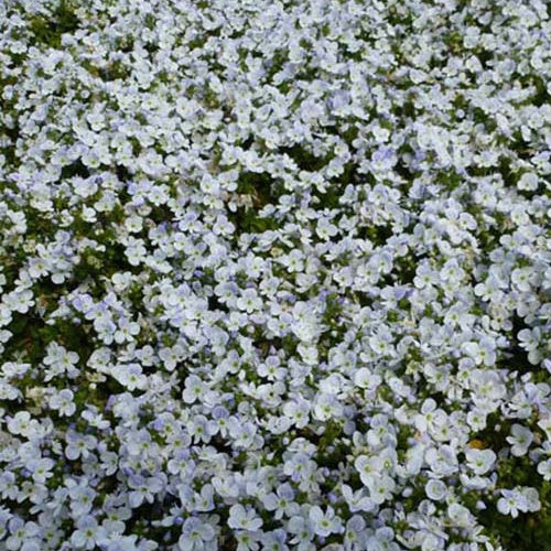 3 Véronique rampante - Veronica repens - Plantes