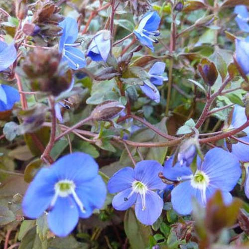 Véronique rampante Georgia Blue - Veronica umbrosa georgia blue - Plantes