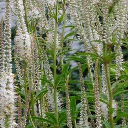 Véronique de Virginie blanche - Veronicastrum virginicum album - Plantes