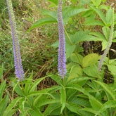 Véronique de Virginie Apollo - Veronicastrum virginicum apollo - Plantes