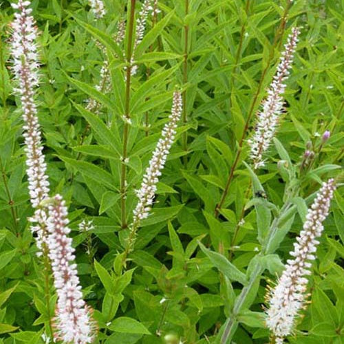 Véronique de Virginie Diana - Veronicastrum virginicum diana - Plantes