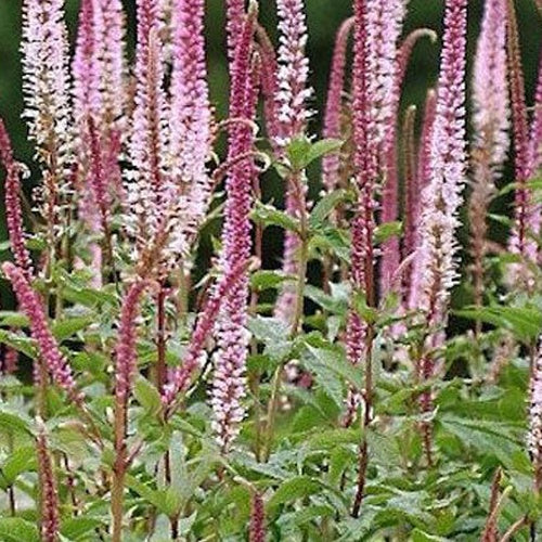 Véronique de Virginie Erika - Veronicastrum virginicum erika - Plantes