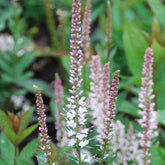 Véronique de Virginie Pink Glow - Veronicastrum virginicum pink glow - Plantes