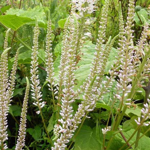 Véronique de Virginie Pink Glow - Veronicastrum virginicum pink glow - Plantes vivaces