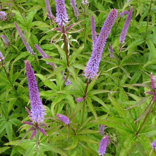 Véronique de Virginie Red Arrows - Veronicastrum virginicum red arrows - Plantes