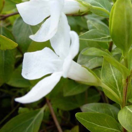 3 Grandes pervenches panachées - Vinca major alba - Plantes