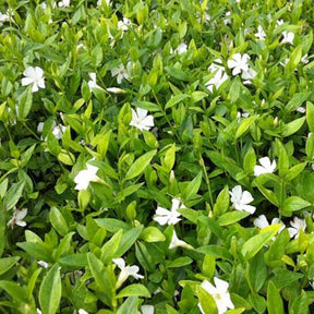 3 Petites pervenches Elisa - Vinca minor elisa - Plantes