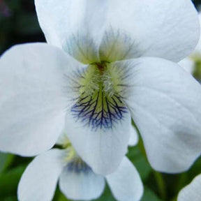 3 Violettes odorantes Pensées - Viola odorata alba - Plantes