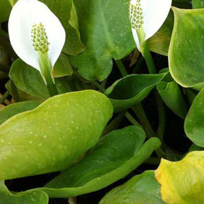 Arum d'eau - Calla palustris - Plantes