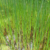 Jonc des chaisiers - Jonc des tonneliers - Scirpe aigu - Schoenoplectus lacustris - Plantes