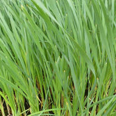 Massette à feuilles larges - Typha latifolia - Plantes