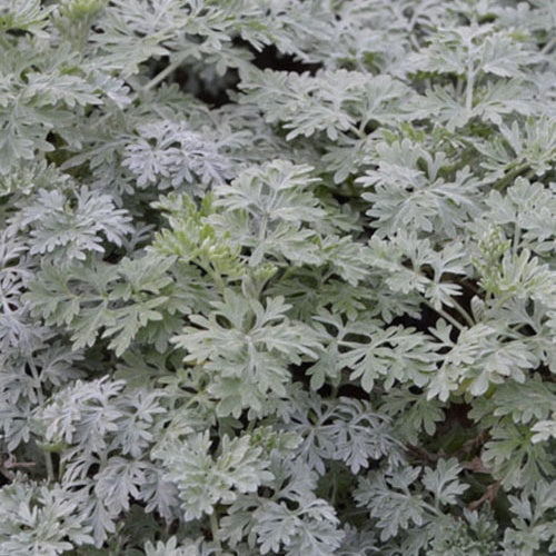 Armoise Powis Castle - Artemisia powis castle - Plantes