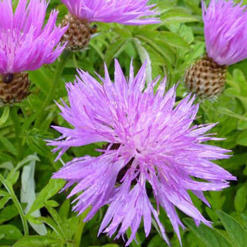 Centaurée de Perse - Centaurea dealbata - Plantes