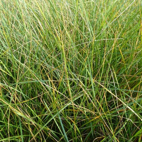 Fétuque mairei - Festuca mairei - Plantes