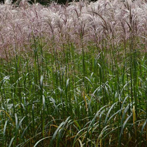 Eulalie Malepartus - Willemse