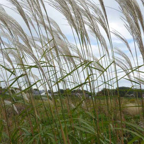 Eulalie Silberfeder - Miscanthus sinensis silberfeder - Plantes