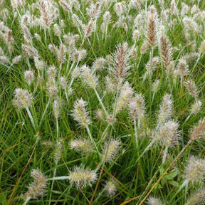 Herbe aux écouvillons Little Bunny - Pennisetum - Pennisetum alopecuroides little bunny - Plantes