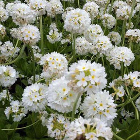 Primevère denticulée blanche - Primula denticulata alba - Plantes