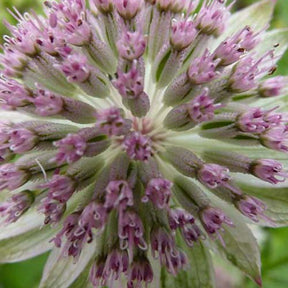 Grande astrance Buckland - Astrantia major buckland - Plantes