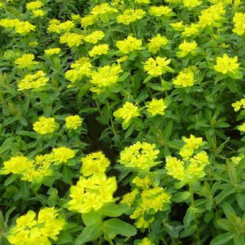 Euphorbe polychrome - Euphorbia polychroma - Plantes