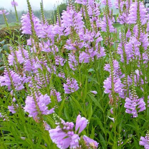 Massif de 50 plantes vivaces assorties - Superficie environ 6 m²