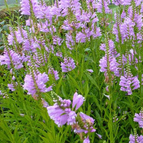 Cataleptique Bouquet Rose - Physostegia virginiana 'bouquet rose' - Plantes