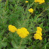 3 Achillées Cloth of Gold - Achillea filipendulina cloth of gold - Plantes