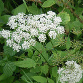 Herbe aux goutteux - Aegopodium podagraria - Plantes