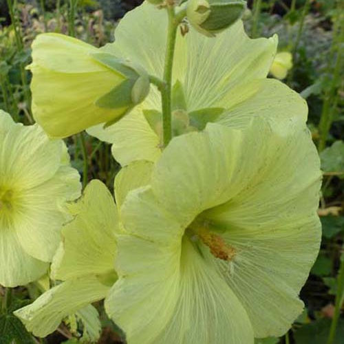 Rose trémière rugueuse jaune - Alcea rugosa - Plantes