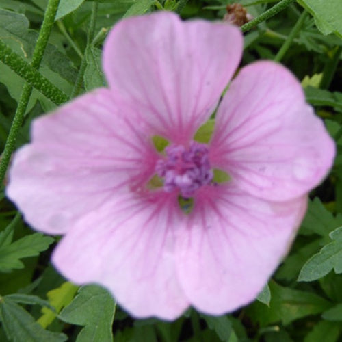 Guimauve à feuilles de chanvre - Althaea cannabina - Plantes