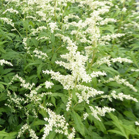 Armoise laiteuse Elfenbein - Artemisia lactiflora elfenbein - Plantes