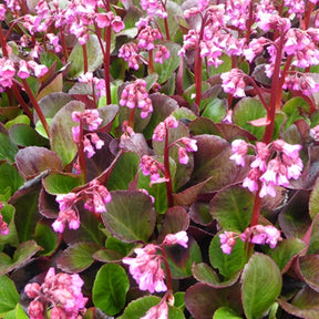 Bergénia Bressingham Ruby - Bergenia Bressingham Ruby - Plantes