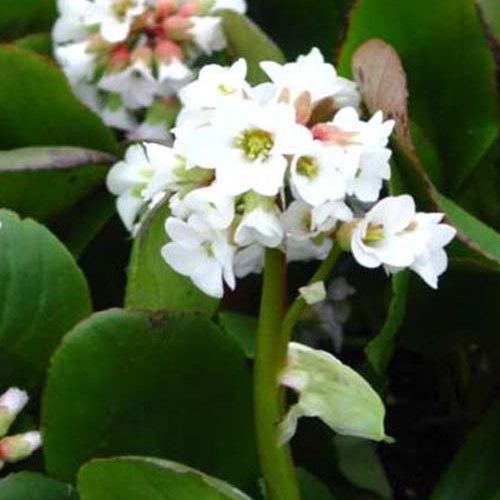 Bergénia Bressingham White - Bergenia Bressingham White - Plantes