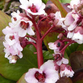 Bergénia Silberlicht - Bergenia Silberlicht - Plantes