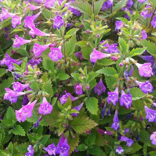 3 Calaments - Thés de l'Aubrac - Calamintha grandiflora - Plantes