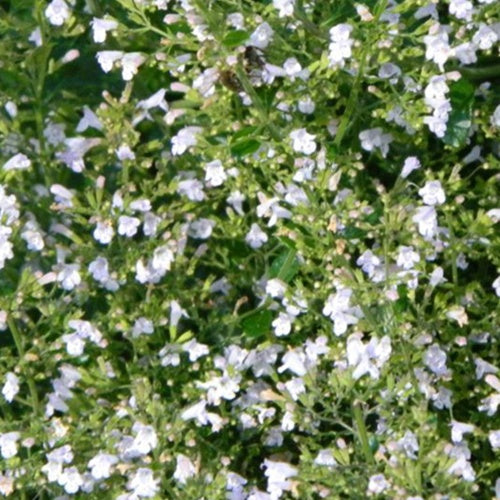 Petit calament White Cloud - Calamintha nepeta white cloud - Plantes