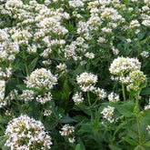 Valériane blanche - Centranthus ruber albus - Plantes