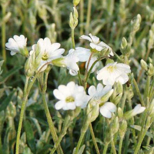 3 Céraistes de Bieberstein - Cerastium biebersteinii - Plantes