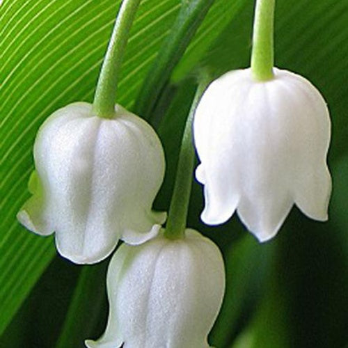 Muguet à grandes fleurs Bridal Choice - Convallaria majalis bridal choice - Plantes