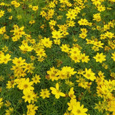 3 Coreopsis verticillé Zagreb - Coreopsis verticillata zagreb - Plantes