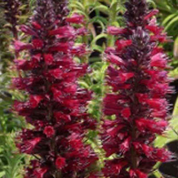 Echium amoenum Red Feathers - Echium amoenum red feathers - Plantes