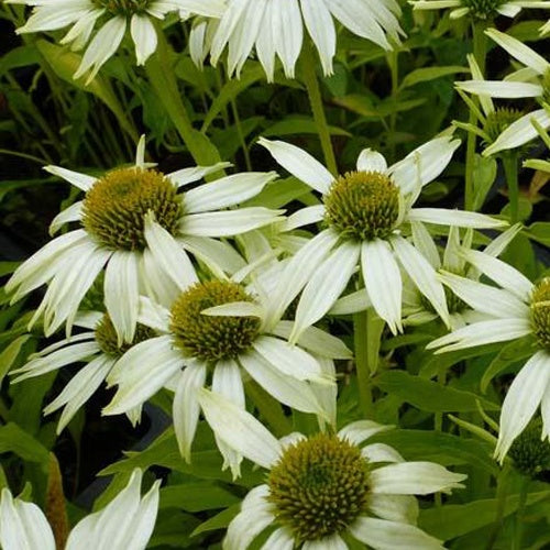 Rudbeckia pourpre Kims Mop Head - Echinacea - Willemse