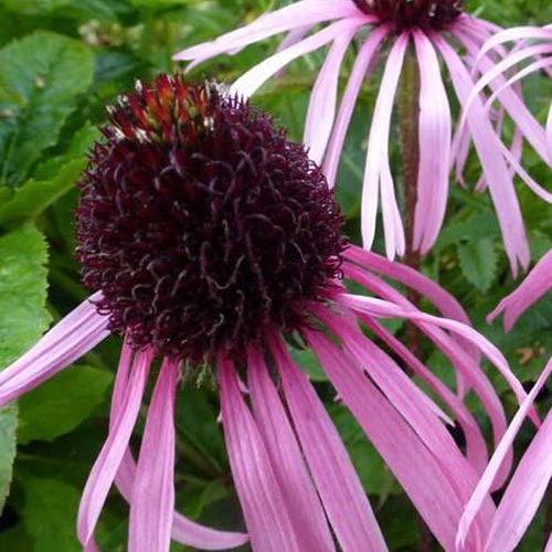 Rudbeckia pâle - Echinacea - Willemse